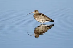 Curlews Prints: Curlew - resting in sea at low tide - autumn - Northumberland - England