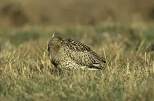 Curlew - Roosting Oulu Region, Finland BI006448