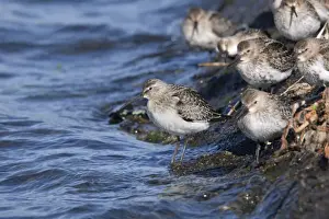 Curlew Sandpiper (on left) with Dunlin (Calidris alpina) - Hayle Estuary - Cornwall - UK