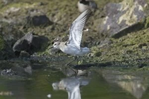 Curlew Sandpiper - With Wings outstretched