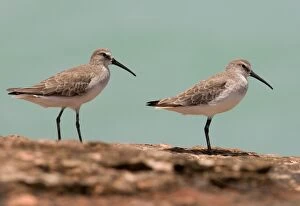Curlew Sandpipers - in winter plumage