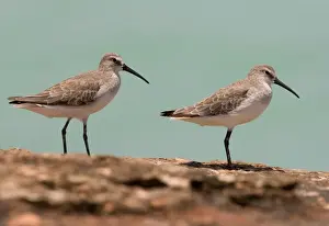 Curlew Sandpipers in winter plumage Breeds in the far north of Russia and winters from Africa east to Australasia. At Roebuck Bay near Broome, Western Australia