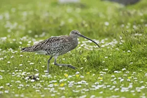 Curlews Prints: Curlew Shetland Mainland, UK BI010409