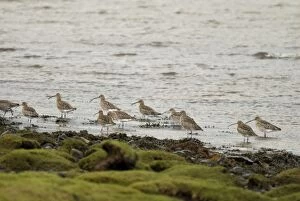 Images Dated 30th January 2008: Curlew - On shoreline