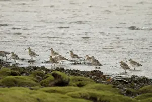 Islay Prints: Curlew - On shoreline - Islay - Scotland
