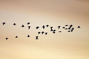 Curlew - silhouette of flock in-flight