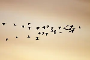 Curlews Prints: Curlew - silhouette of flock in-flight - Cleveland - UK