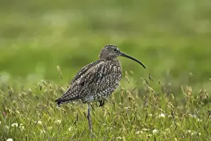 Curlews Prints: Curlew - Standing on one leg Shetland Mainland, UK BI010405