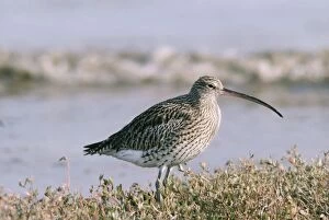 Curlew Standing by Sea