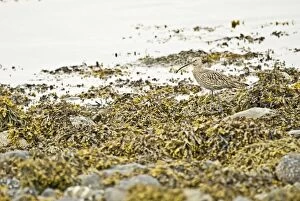 Curlew - Standing on seaweed