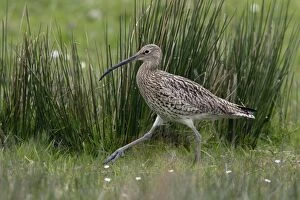 Images Dated 18th May 2005: Curlew - Walking to nest Northumberland, England