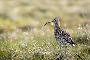 Curlew - Yorkshire - UK