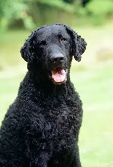 Retriever Prints: Curly-coated Retriever Dog