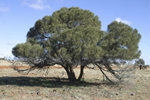 Images Dated 7th June 2003: Curly-podded Wattle Northern South Australia, Australia Aboriginal use: Seeds ground and eaten