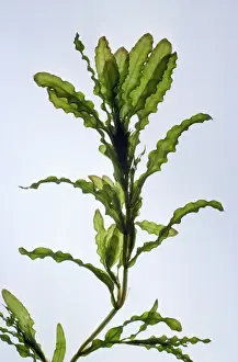 Curly pondweed