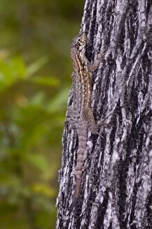 Curly-tailed Lizard resting on tree trunk