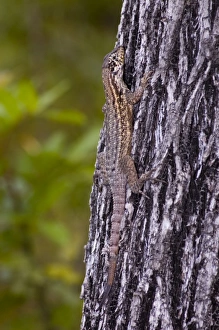Images Dated 12th June 2006: Curly-tailed Lizard resting on tree trunk. Diurnal, inhabiting open woods, beaches and gardens