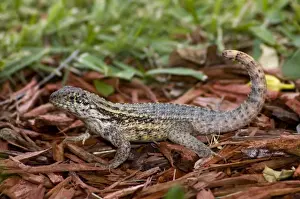 Caribbean Prints: Curly-tailed Lizard with tail curled characteristically over back