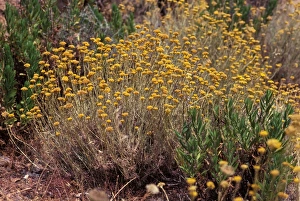 Images Dated 24th April 2007: Curry Plant