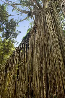 Curtain Fig Tree - after the host tree fell over, a dense curtain of air roots formed at this famous Strangler Fig on the Atherton Tablelands. The roots are now anchored in the earth and work as buttresses - Curtain Fig Tree, Atherton Tablelands