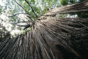 Images Dated 26th May 2004: Curtain Fig Yungaburra SF Queensland