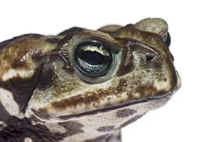 Bufo Ictericus Ictericus Gallery: Curur' Toad (Rhinella icterica)