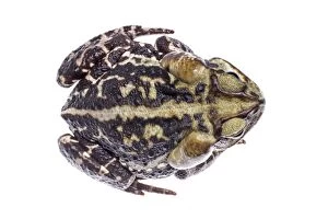 Bufonidae Gallery: Cururu Toad (Rhinella icterica)