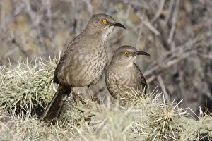 Thrasher Prints: Curve-billed Thrasher