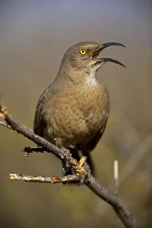 Images Dated 28th February 2006: Curve-billed Thrasher - With beak open. The most common desert thrasher - Resident southwest U.S