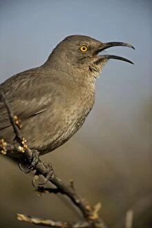 Curve-billed Thrasher - With beak open