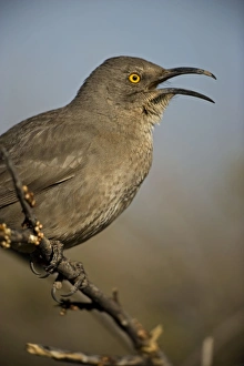 Images Dated 6th March 2006: Curve-billed Thrasher - With beak open - The most common desert thrasher - Resident southwest U.S
