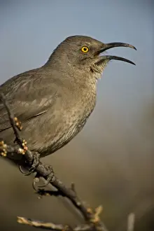 Thrasher Prints: Curve-billed Thrasher - With beak open - The most common desert thrasher - Resident southwest U