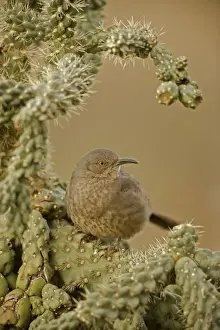 Thrasher Prints: Curve-billed Thrasher - On cactus