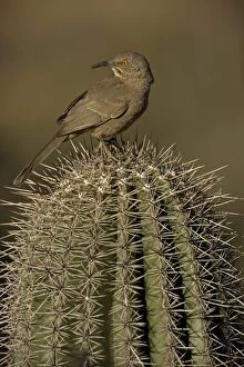 Images Dated 26th January 2006: Curve-billed Thrasher - On cactus - Arizona, USA - The most common desert thrasher - Resident