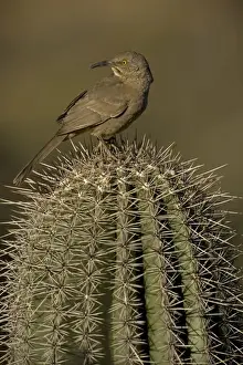 Thrasher Prints: Curve-billed Thrasher - On cactus - Arizona