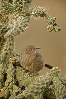 Images Dated 18th January 2006: Curve-billed Thrasher - On cactus. The most common desert thrasher - Resident southwest U.s to