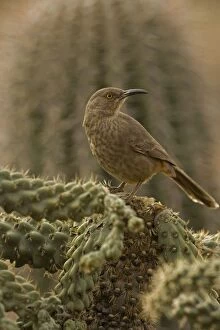 Images Dated 18th January 2006: Curve-billed Thrasher - On cactus - The most common desert thrasher - Resident southwest U.s to