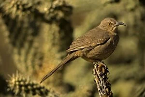 Images Dated 19th January 2006: Curve-billed Thrasher - The most common desert thrasher - Resident southwest U.S to southern