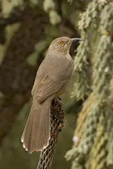 Curve-billed Thrasher - The most common desert thrasher - Resident southwest U.s to southern Mexico - Excellent songster - Eats insects and fruits. Arizona, USA
