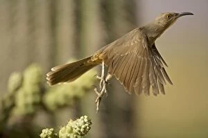 Images Dated 11th November 2007: Curve-billed Thrasher - In flight - The most common desert thrasher - Resident southwest U.S to