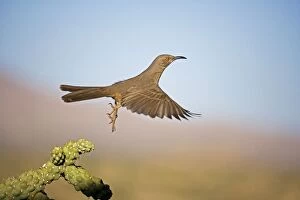 Images Dated 12th November 2007: Curve-billed Thrasher - In flight - The most common desert thrasher - Resident southwest U.s to