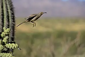 Curve-billed Thrasher - In flight - The most common desert thrasher - Resident southwest U.s to southern Mexico - Excellent songster - Eats insects and fruits Arizona USA