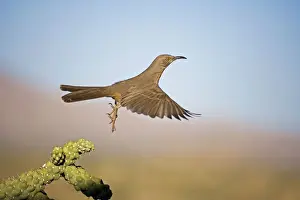 Curve-billed Thrasher - In flight - The most common desert thrasher - Resident southwest U.s to southern Mexico - Excellent songster - Eats insects and fruits Arizona USA