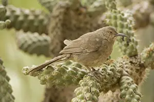 Curve-billed Thrasher - Perched on cholla cactus - Arizona - USA