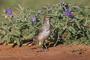 Adam Prints: Curve-billed thrasher, Rio Grande Valley, Texas Date: 25-04-2021
