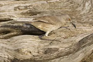 Curve-billed Thrasher South Texas