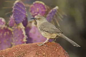 Curve-billed Thrasher - Southeast Arizona - March - USA