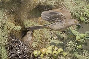 Images Dated 10th July 2009: Curve-billed Thrashers - adult flying from young on nest in Cholla Cactus - Arizona - USA