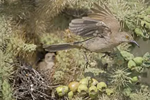 Curve-billed Thrashers - adult flying from young on nest in Cholla Cactus - Arizona - USA - Distribution: southwest USA to southern Mexico