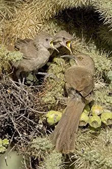 Thrasher Prints: Curve-billed Thrashers - adult tending young on nest - Arizona - USA - Distribution: southwest USA to southern Mexico